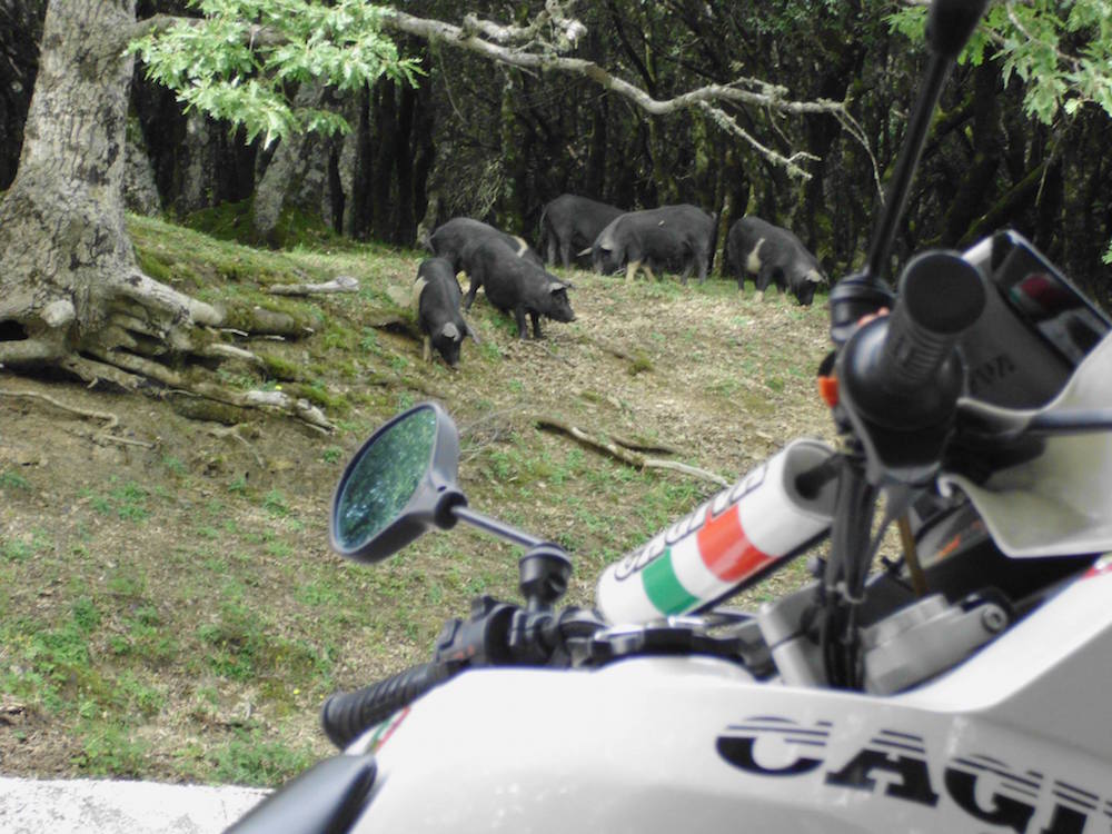 ore 8.50 - nascosto dietro la moto, riesco a sorprendere i cuccioli in un raro momento di disattenzione della temibilissima Mamma Cinghialessa